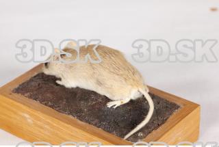 Mouse-Mus musculus 0015